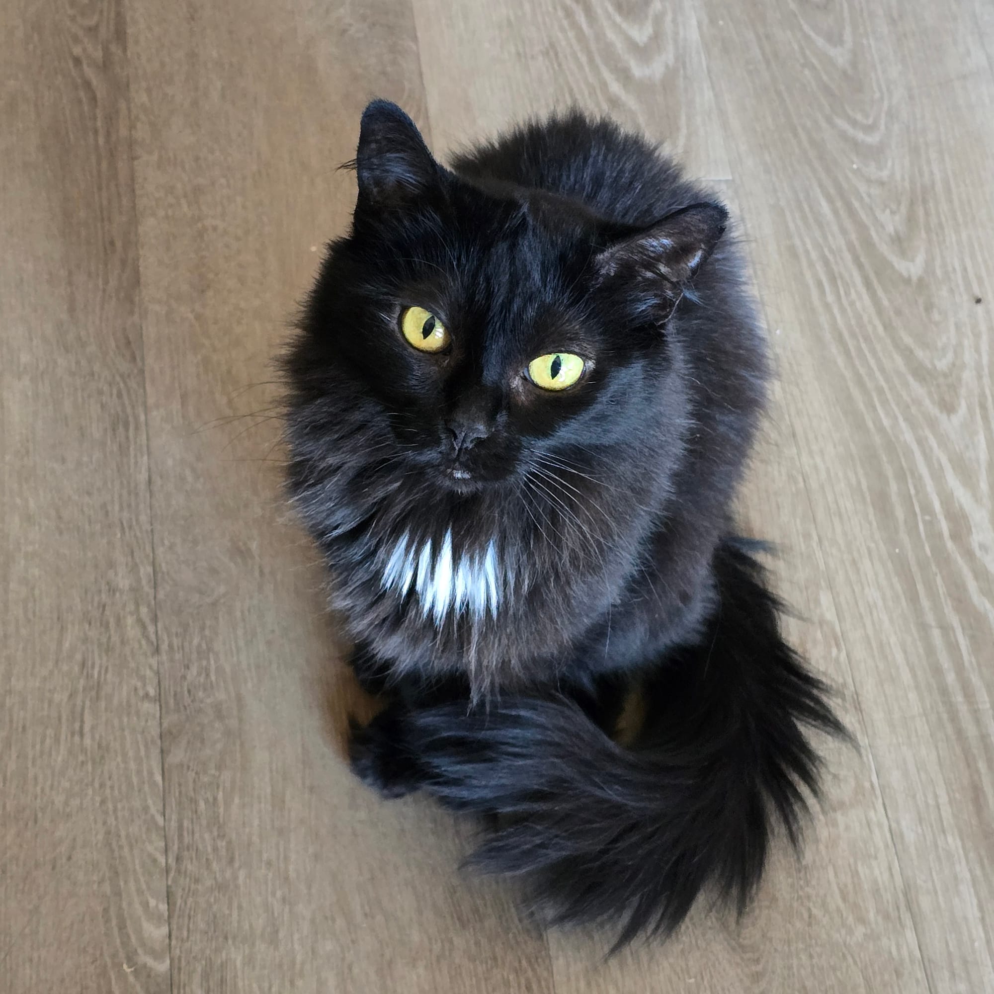 Madam Cocoa Bean, Managing Editor at Meowsborough Weekly